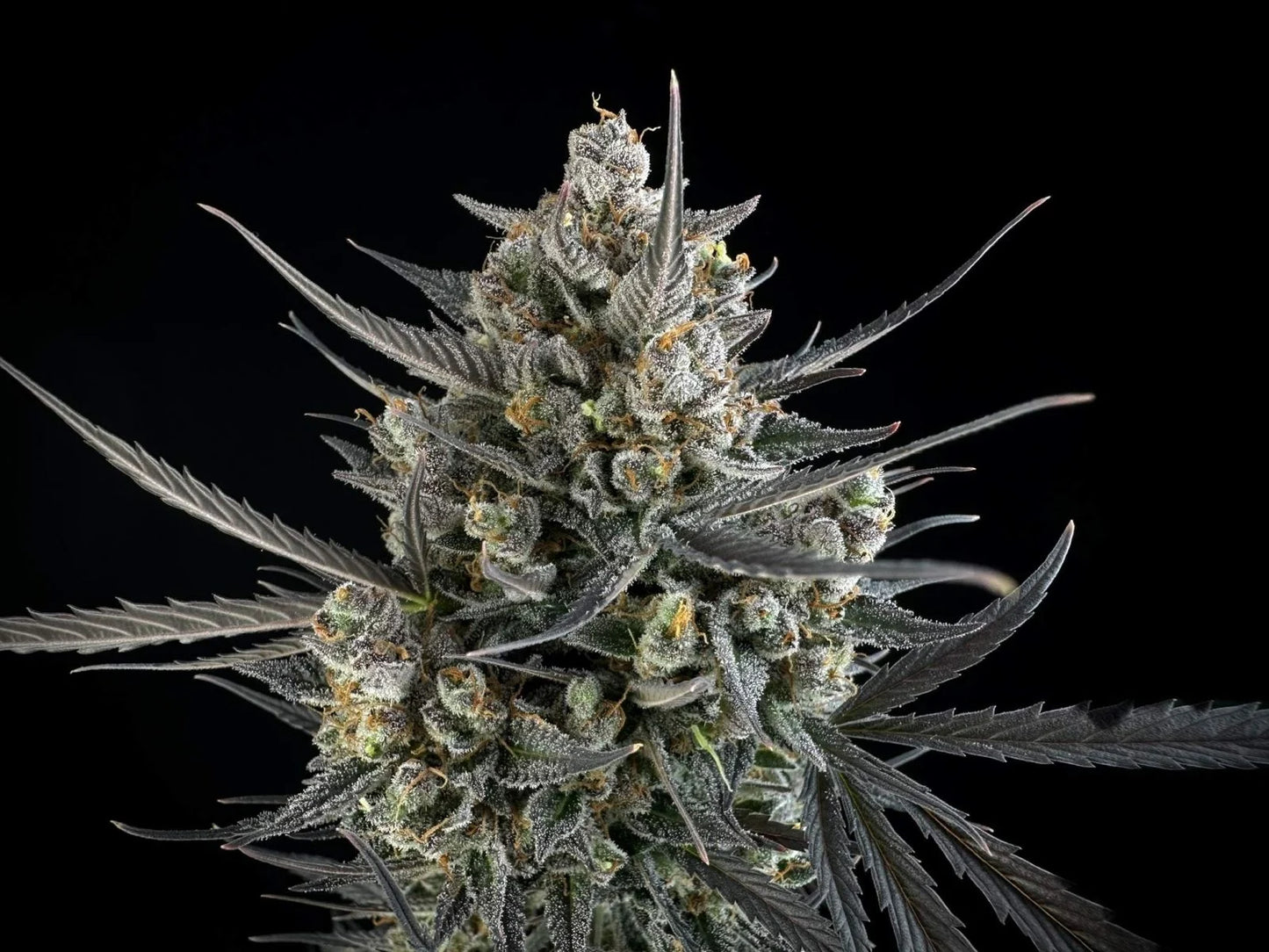 Pound Cake Auto™ - Fast Buds
