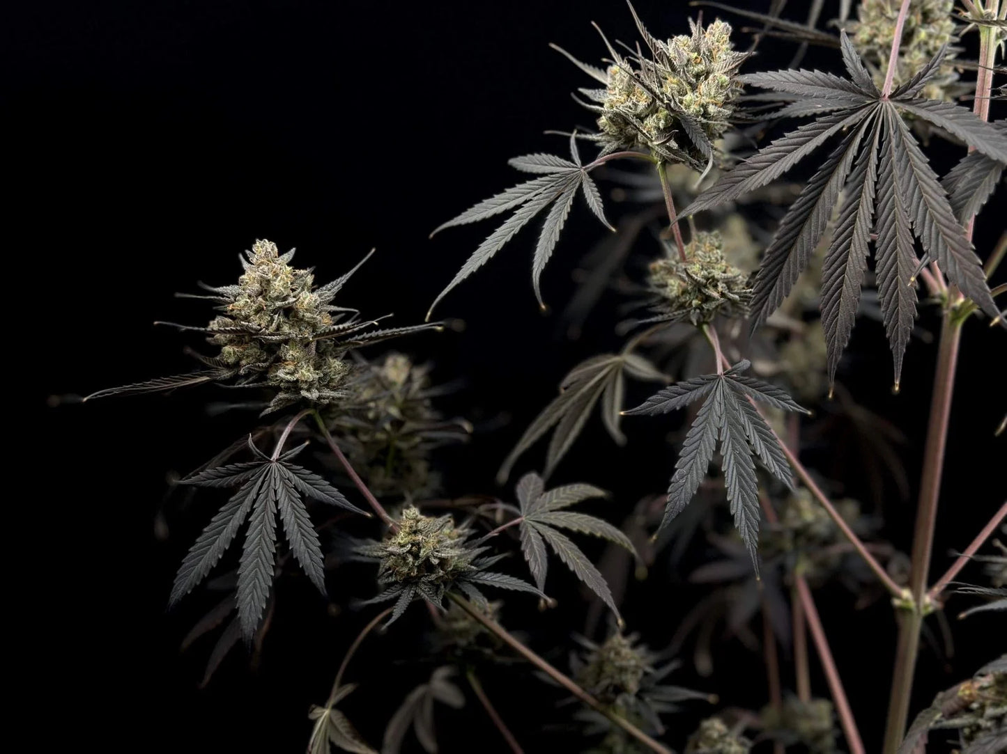Pound Cake Auto™ - Fast Buds
