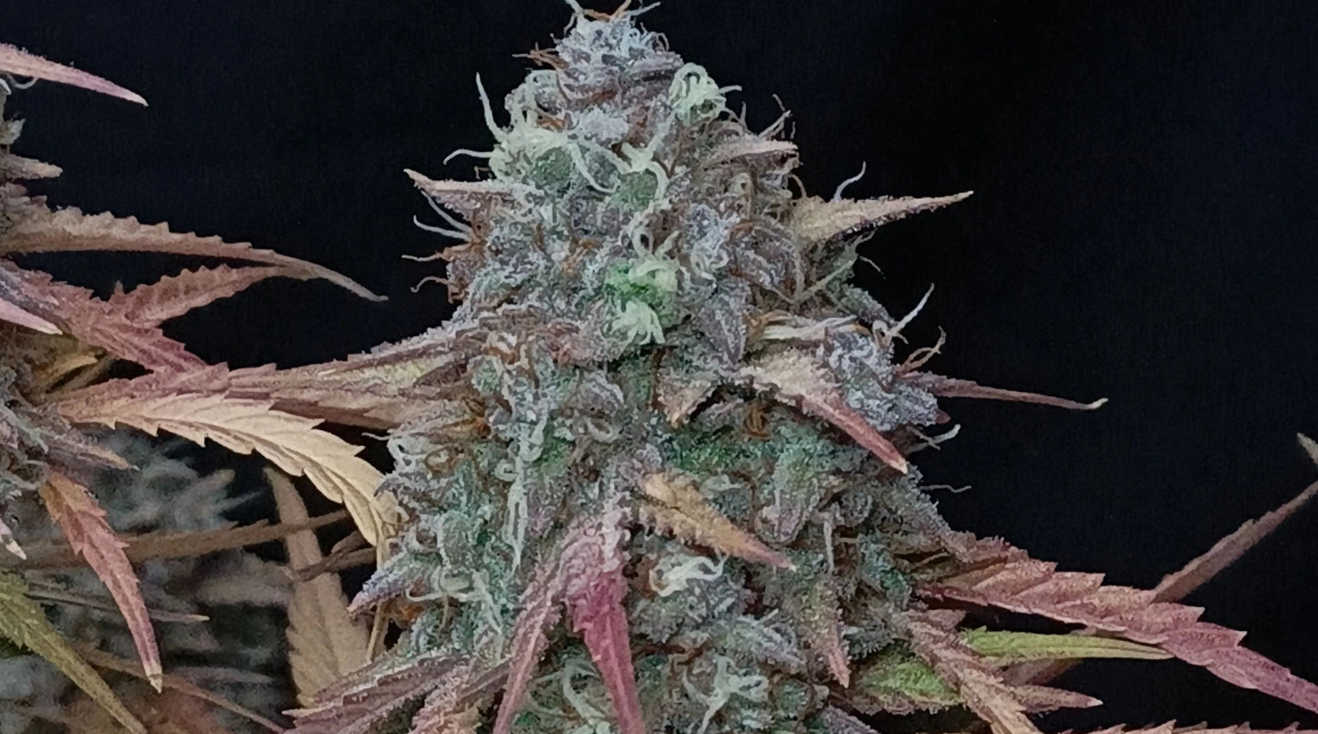 Pound Cake Auto™ - Fast Buds