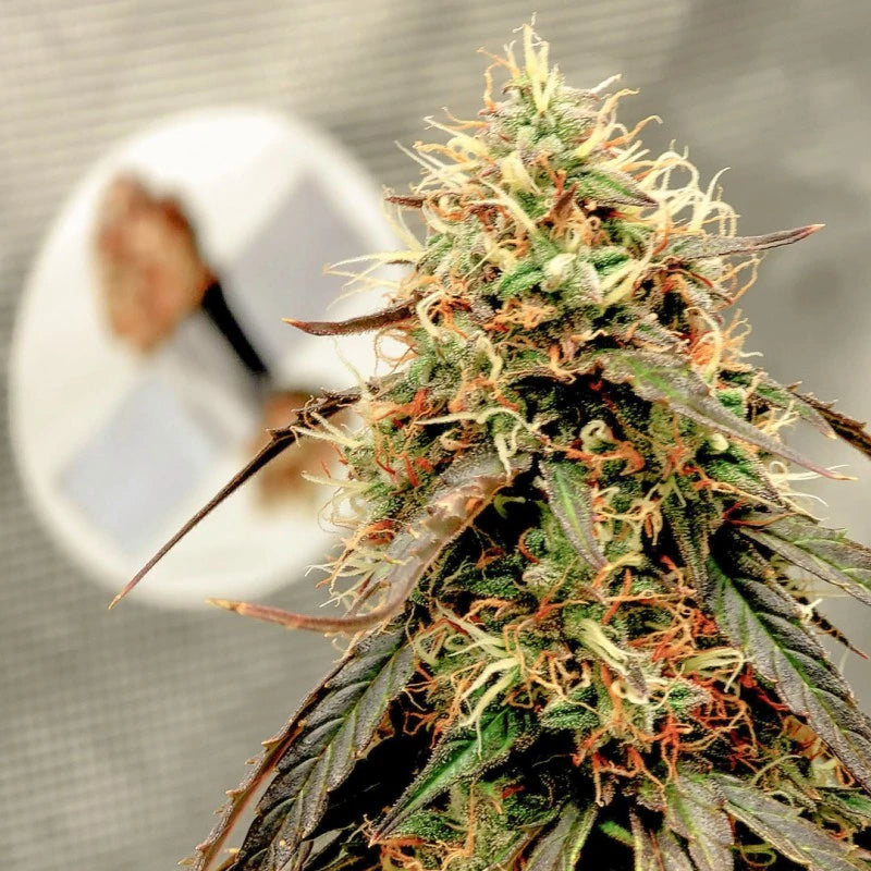 Close-up of a cannabis plant bud with a blurred background