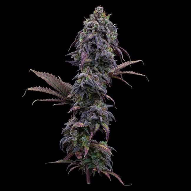 Cannabis plant on a black background