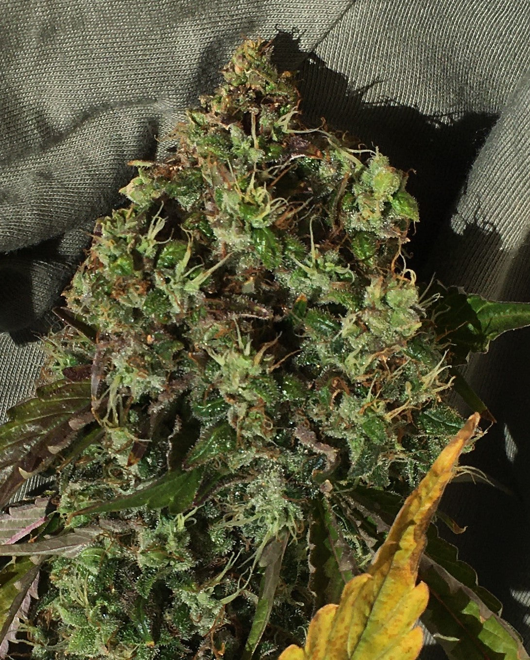 Sampler Mix #1 - Feminized - 10 Labeled Seeds - Breedlove Genetics