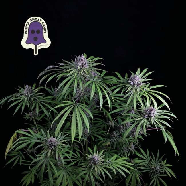 "Pulled back shot of a dense, resinous light green and dark green cannabis plant with few visible pistils, covered in a glistening layer of trichomes. The top is showcased against a plant background, highlighting its intricate details and frosty appearance, typical of high-quality cannabis strains found on Strain Envy.