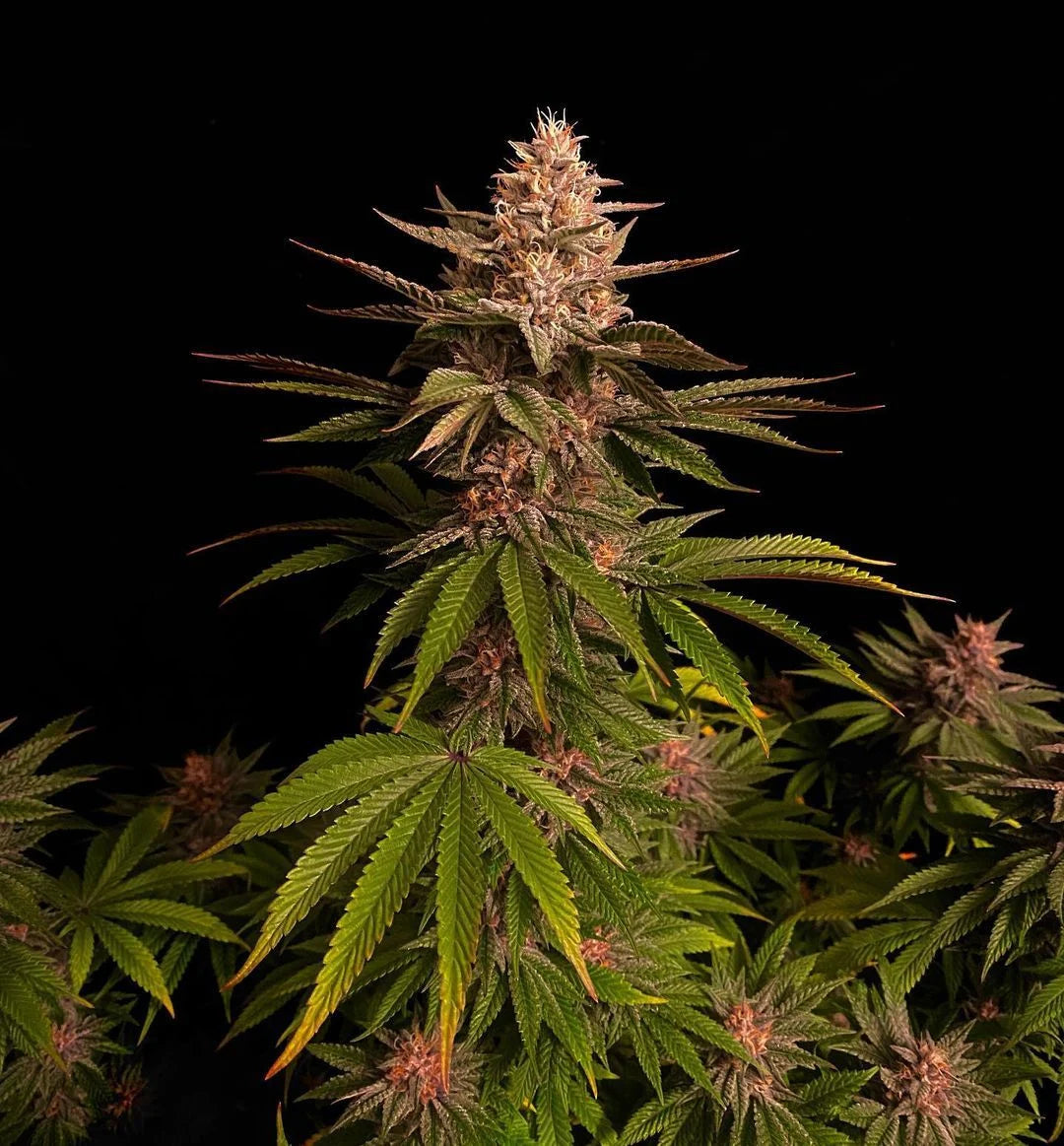 Purple Lemonade FF - Fast Buds