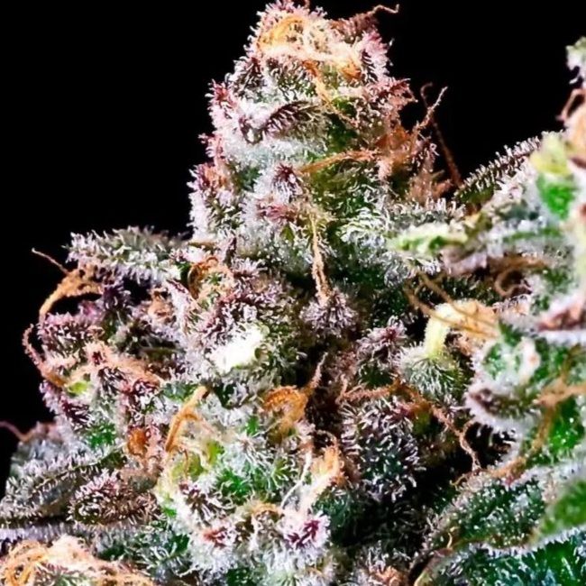 Purple Punch - Atlas Seed