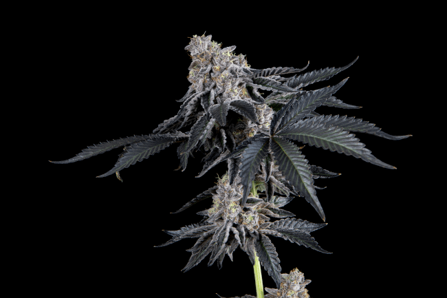 Rhapsody - Mosca Seeds