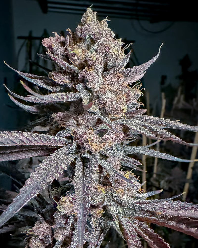 Closeup of a frosty green bud.