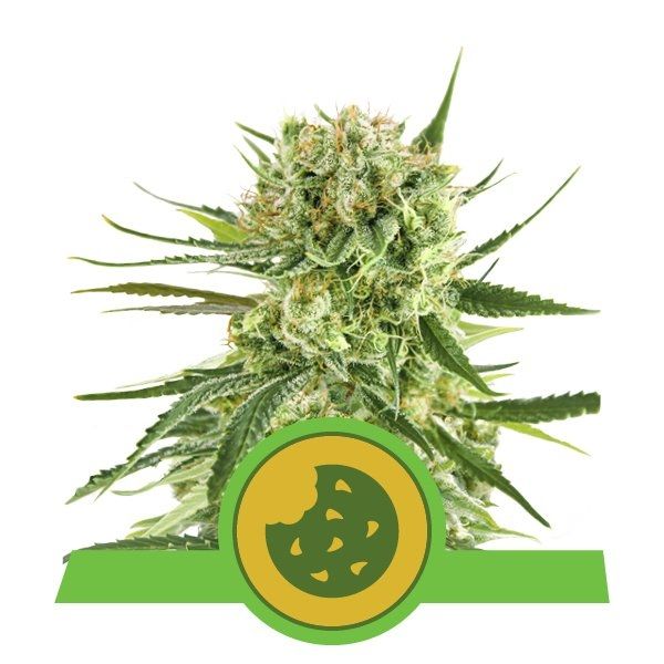Close-up of a cannabis plant with a green logo at the bottom on a white background