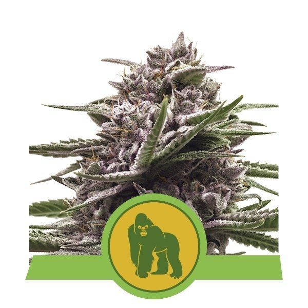 Close-up of a cannabis plant with a green gorilla logo and banner on a white background