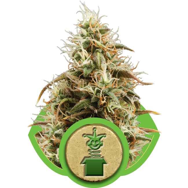 Close-up of a cannabis bud with a green logo in the foreground on a white background