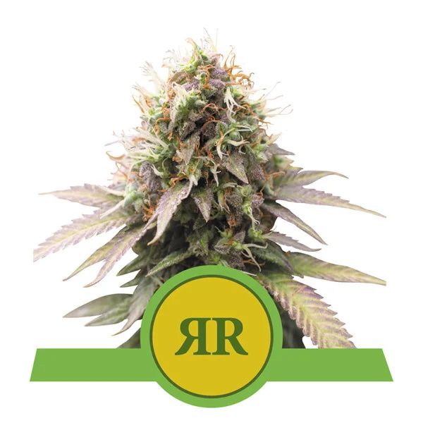 Cannabis plant with a green logo featuring 'RR' on a white background