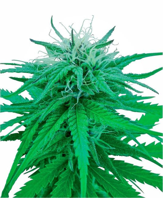 Close-up of a green cannabis plant on a white background