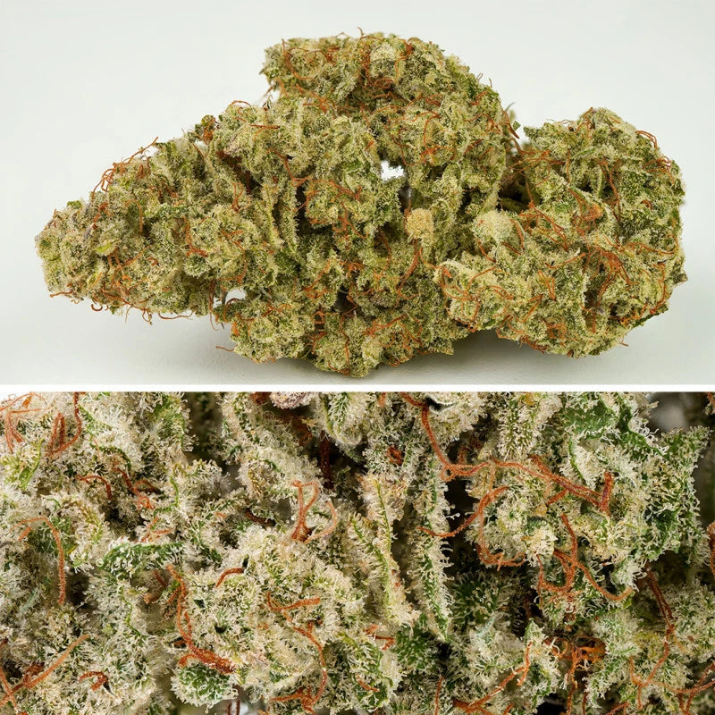 SFV OG Auto - Dutch Passion