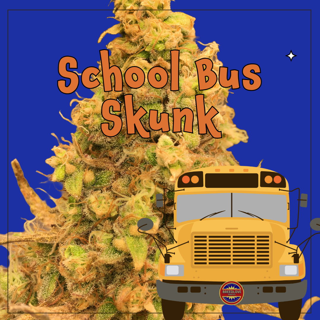 School Bus Skunk - Breedlove Genetics