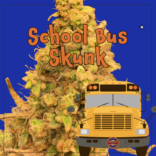 School Bus Skunk - Breedlove Genetics