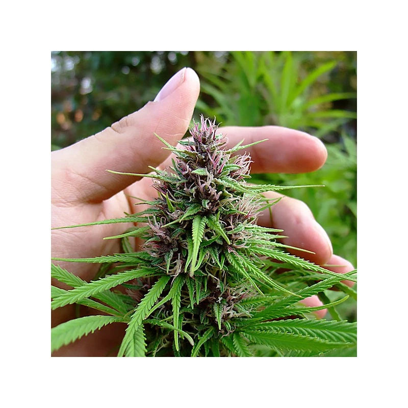 Hand holding a cannabis plant bud with green leaves and purple flowers.