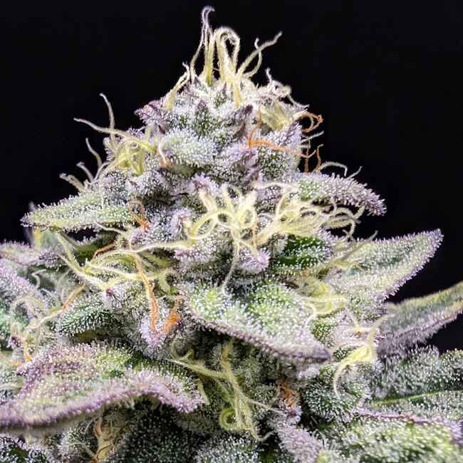 Close-up of a cannabis plant with frosty buds on a black background