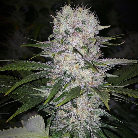 Skunk Hero RBX1 - Ethos Genetics