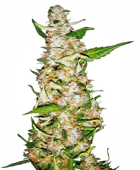 Close-up of a cannabis plant with green leaves and white buds on a white background
