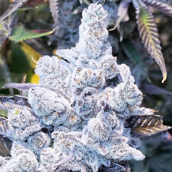 Slurricane #7 S1 - In House Genetics