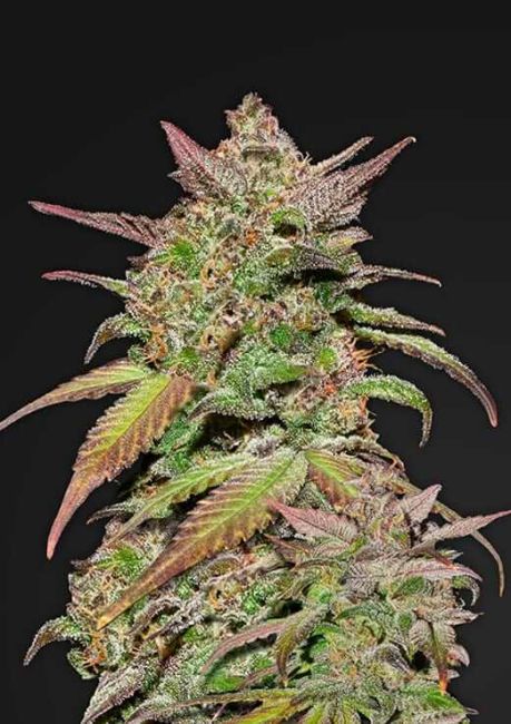 Close-up of a cannabis plant with a dark background