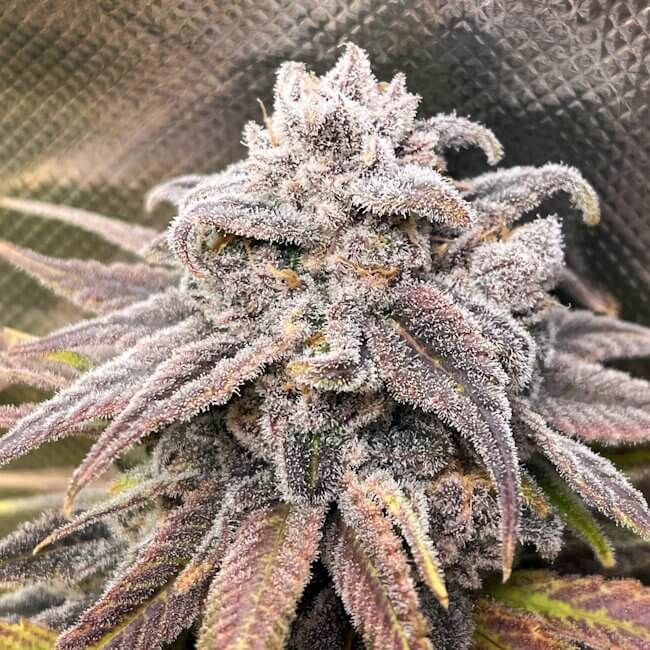 Snoop's Punch - Elev8 Seeds