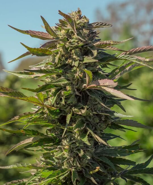 Snow Panda Fast - Atlas Seed