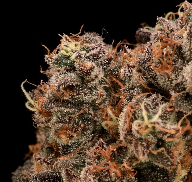 Sour Cherry Diesel - Atlas Seed
