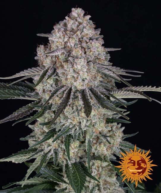Close-up of a cannabis plant with a sun logo in the corner on a black background
