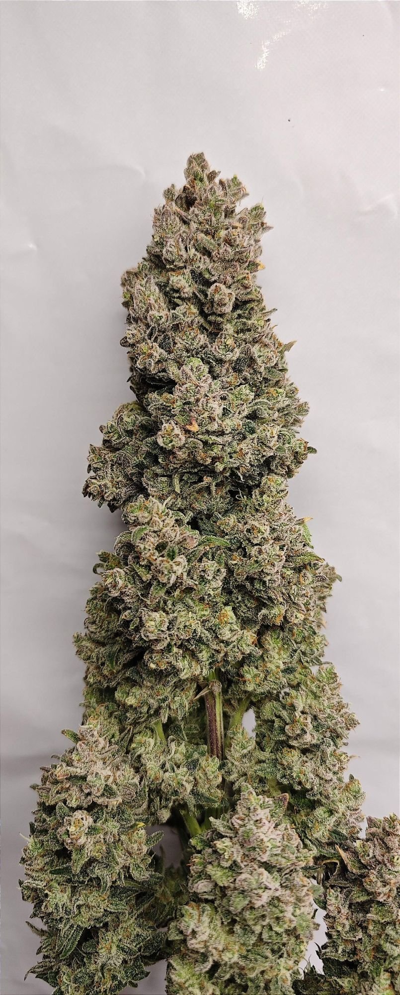 Sour Jealousy Auto™ - Fast Buds