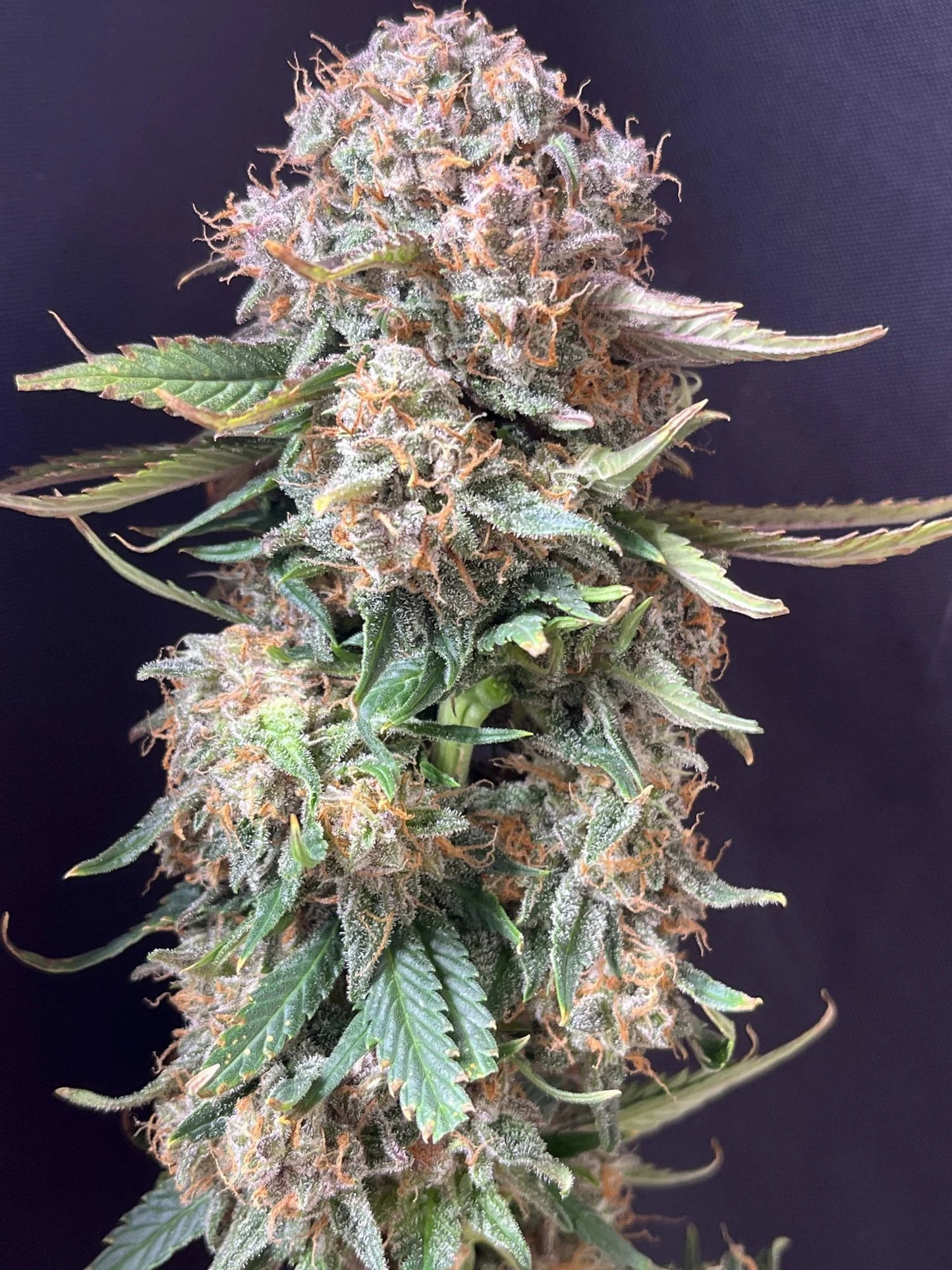 Sour Jealousy Auto™ - Fast Buds