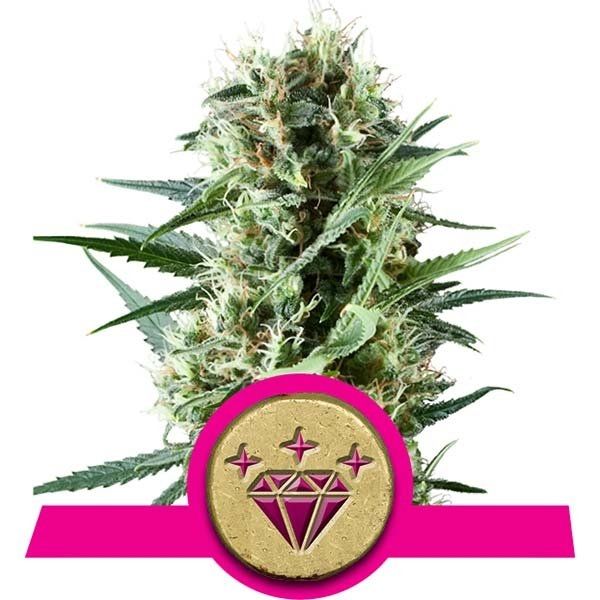 Cannabis plant with a pink and gold emblem featuring a diamond symbol on a white background