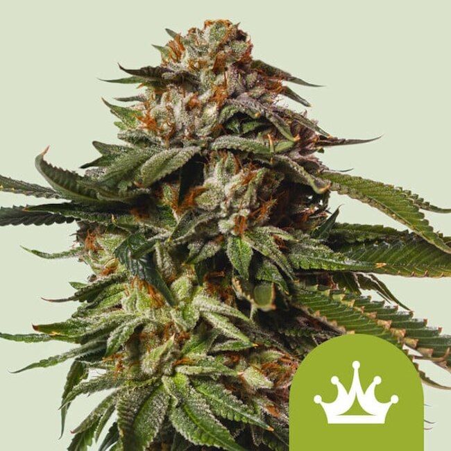 Close-up of a cannabis plant bud with a green logo featuring a white crown on a light green background