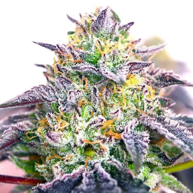 Close-up of a cannabis plant bud with frost on its surface.