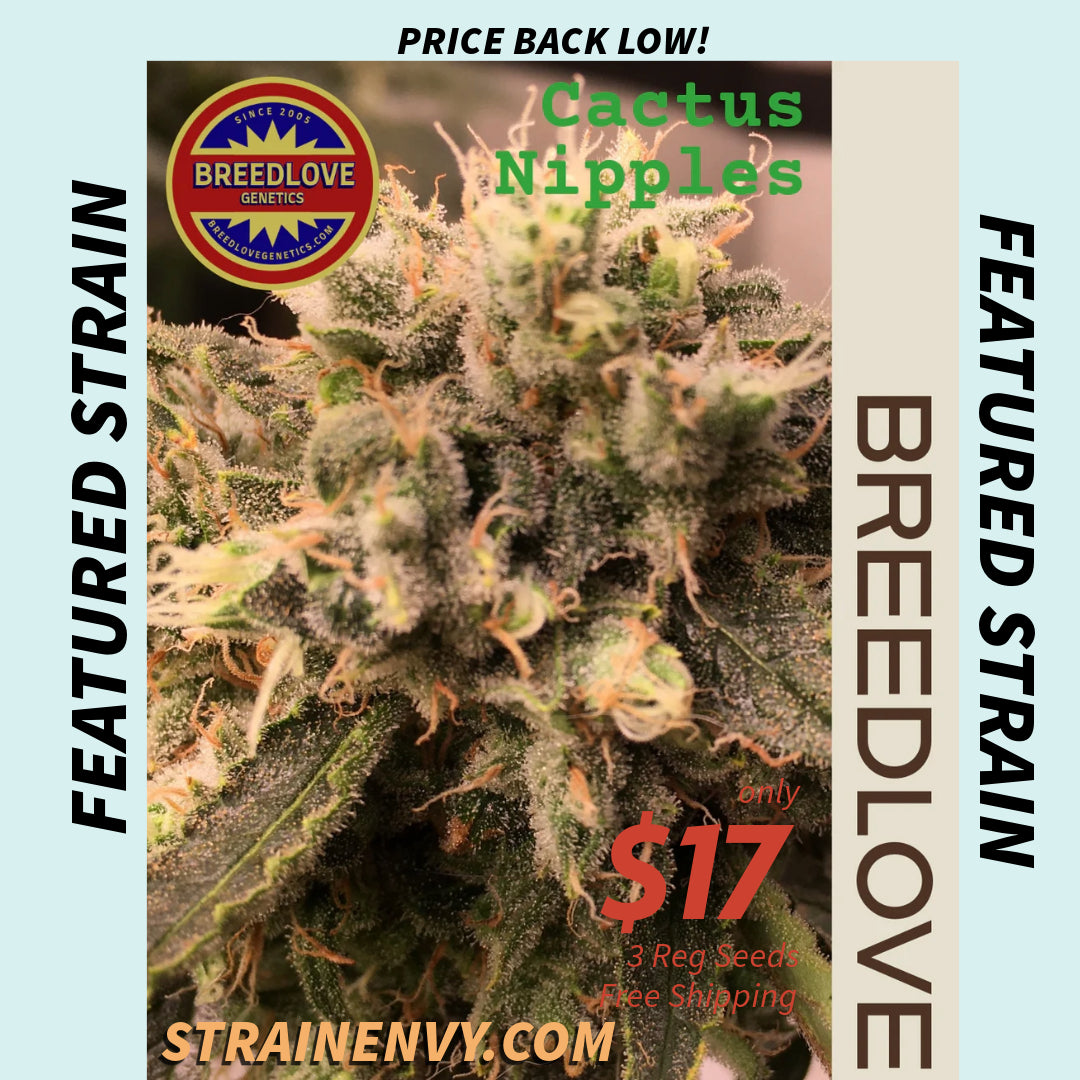 Cactus Nipples - Breedlove Genetics