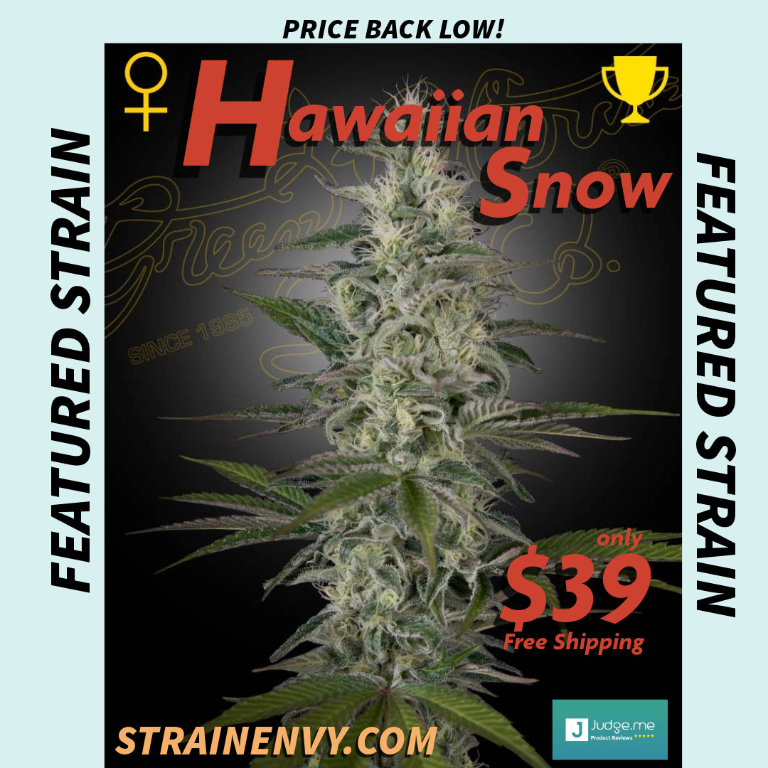 Hawaiian Snow - Green House Seed Co
