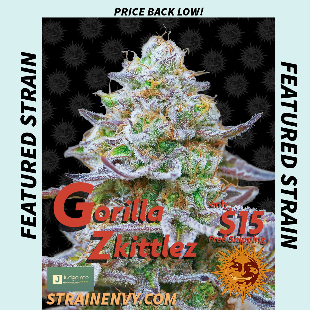 Gorilla Zkittlez - Barneys Farm