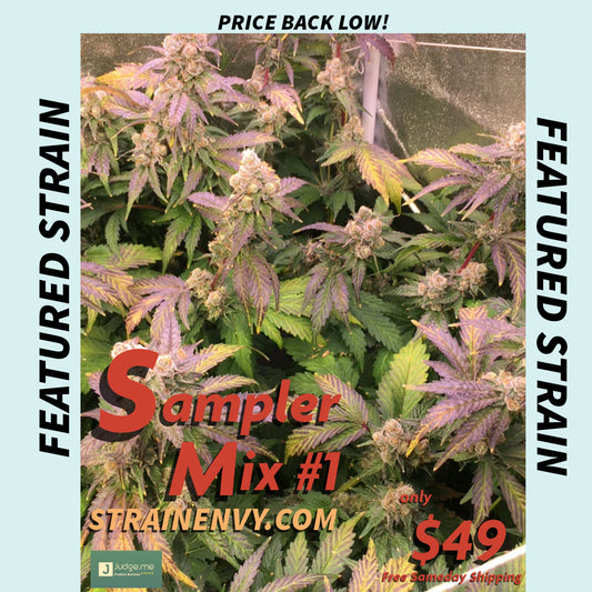 Sampler Mix #1 - Feminized - 10 Labeled Seeds - Breedlove Genetics
