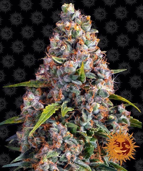 Close-up of a cannabis plant with a black background featuring sun symbols.