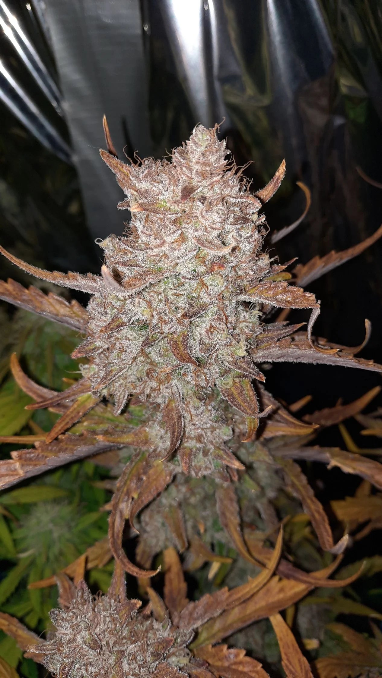 gorilla strawberry seeds Strawberry Gorilla Auto