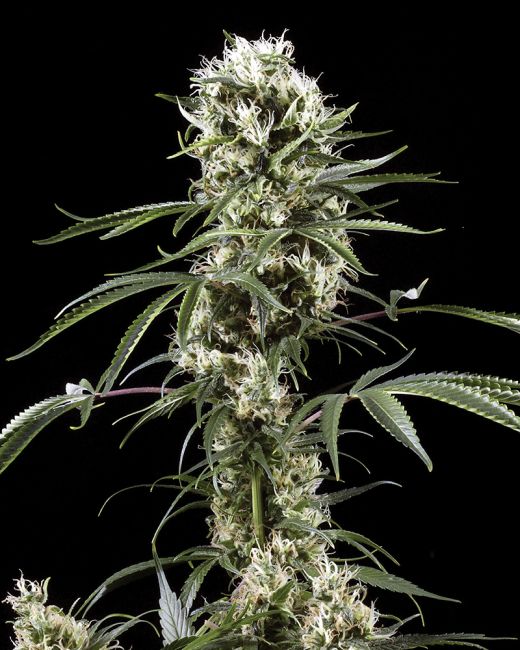 Cannabis plant with large buds on a black background