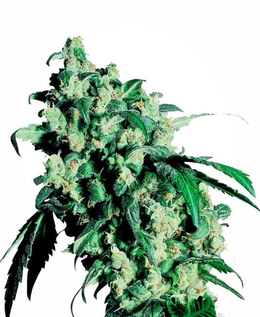 Super Skunk - Sensi Seeds
