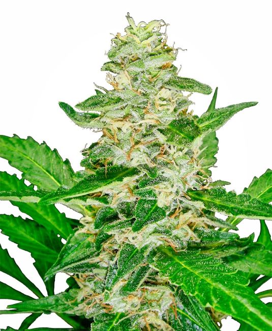 Close-up of a cannabis plant with green leaves and visible buds on a white background