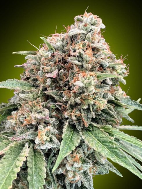 Close-up of a cannabis plant with a green background
