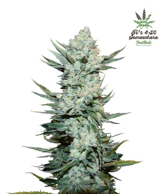 Giant cannabis plant with a visible brand logo on a white background
