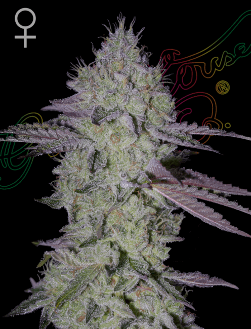 Close-up of a cannabis plant with a black background