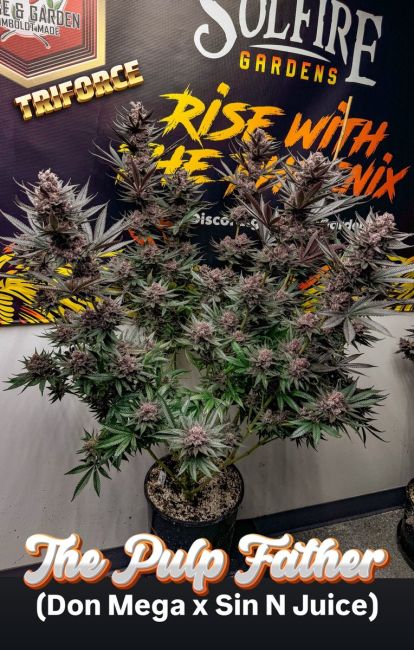 A potted cannabis plant with dense green leaves and purple-brown flowering buds, displayed indoors in front of a branded wall sign reading 'Solfire Gardens' and 'The Pulp Father (Don Mega x Sin N Juice)'.