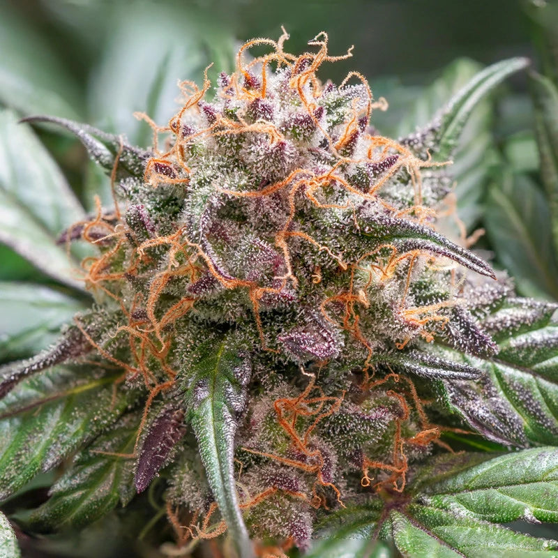 Close-up of a cannabis plant with orange buds and green leaves.