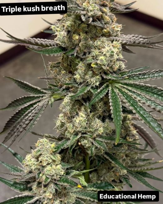 Close-up of a cannabis plant with text 'Triple Kush Breath' and 'Educational Hemp'.