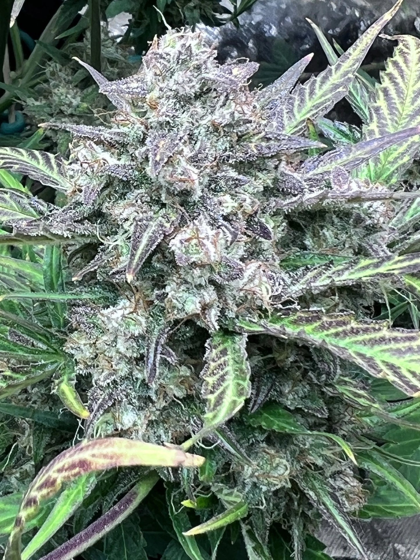 Tropicana Cookies Auto - Fast Buds